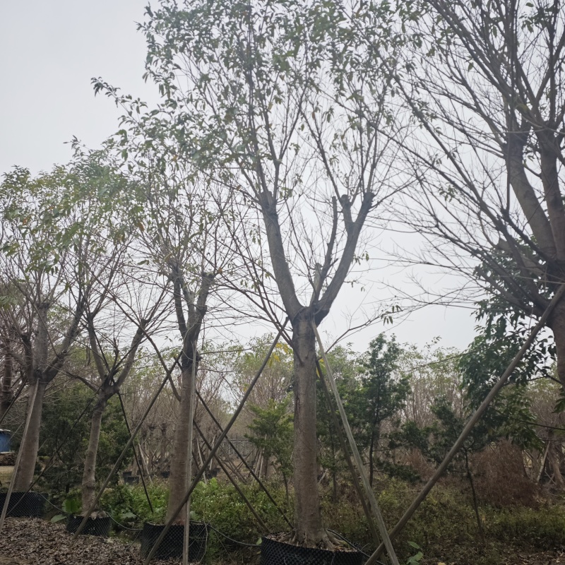 2502基地供应，大叶榕，黄葛树10-30cm