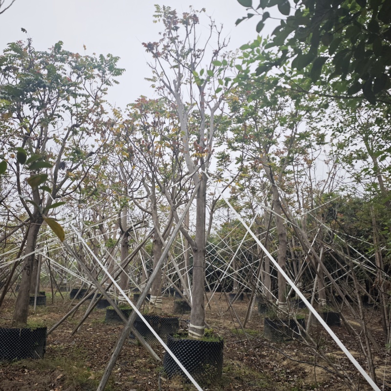 2502基地供应，大叶榕，黄葛树10-30cm