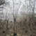 2502基地供应，大叶榕，黄葛树10-30cm