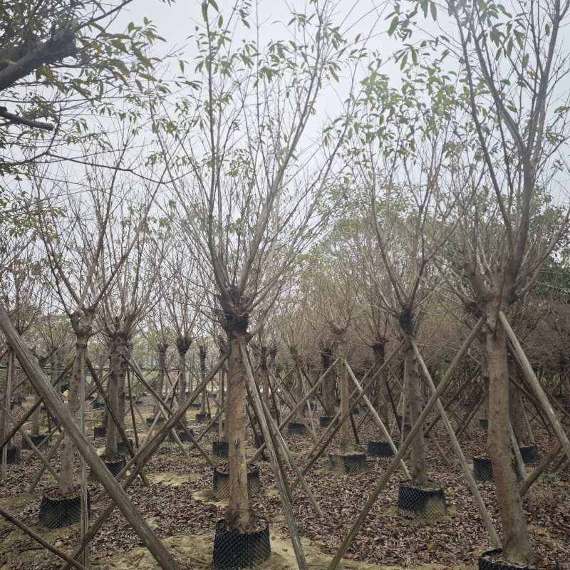 2502基地供应，大叶榕，黄葛树10-30cm