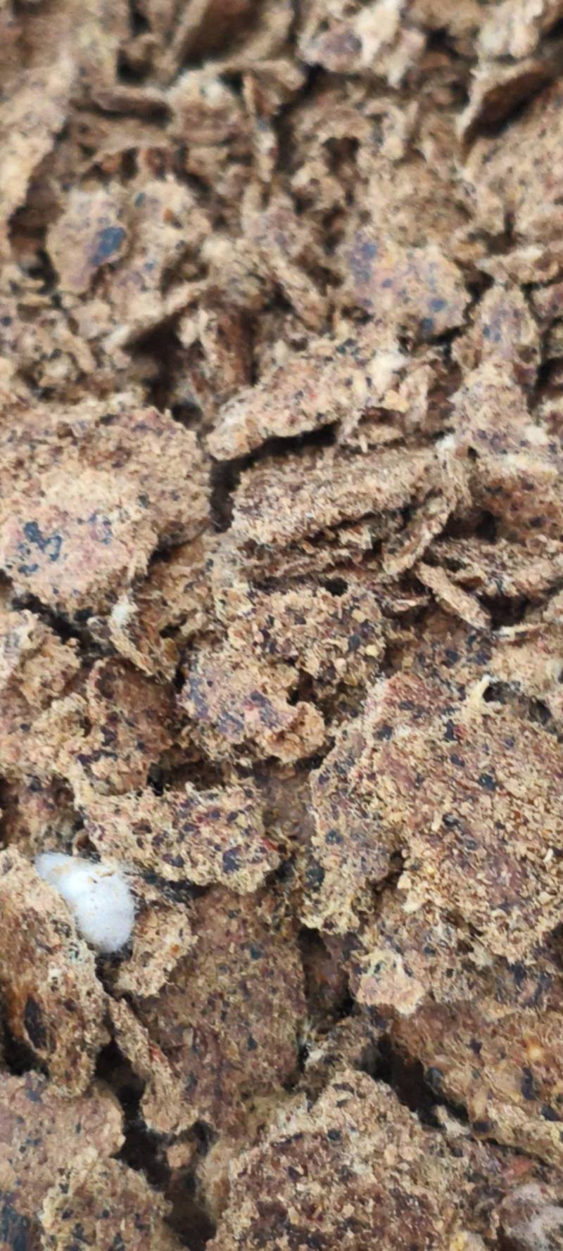厂价直销棉籽饼，质量好，量大从优，适合牛羊猪鸡鸭喂养。