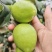 广东雷州青枣牛奶枣，大量供应市场电商，实力代办，全国代发