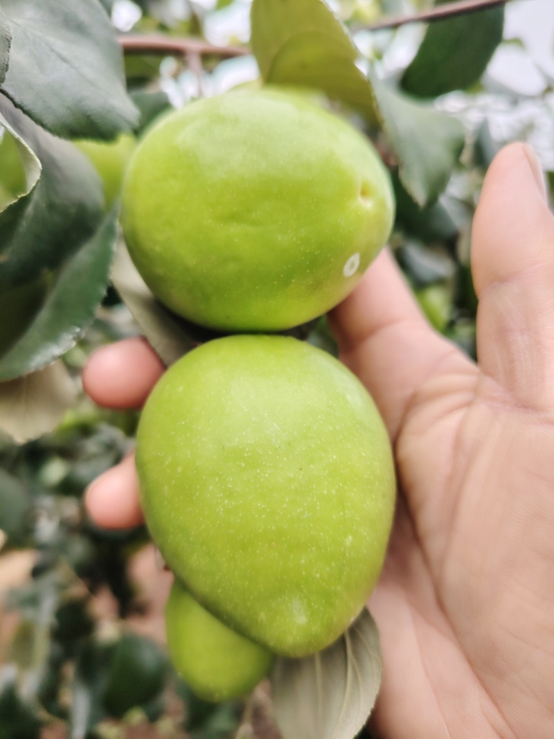 广东雷州青枣牛奶枣，大量供应市场电商，实力代办，全国代发