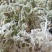 水苔销售，福建高山区野生粗花水苔