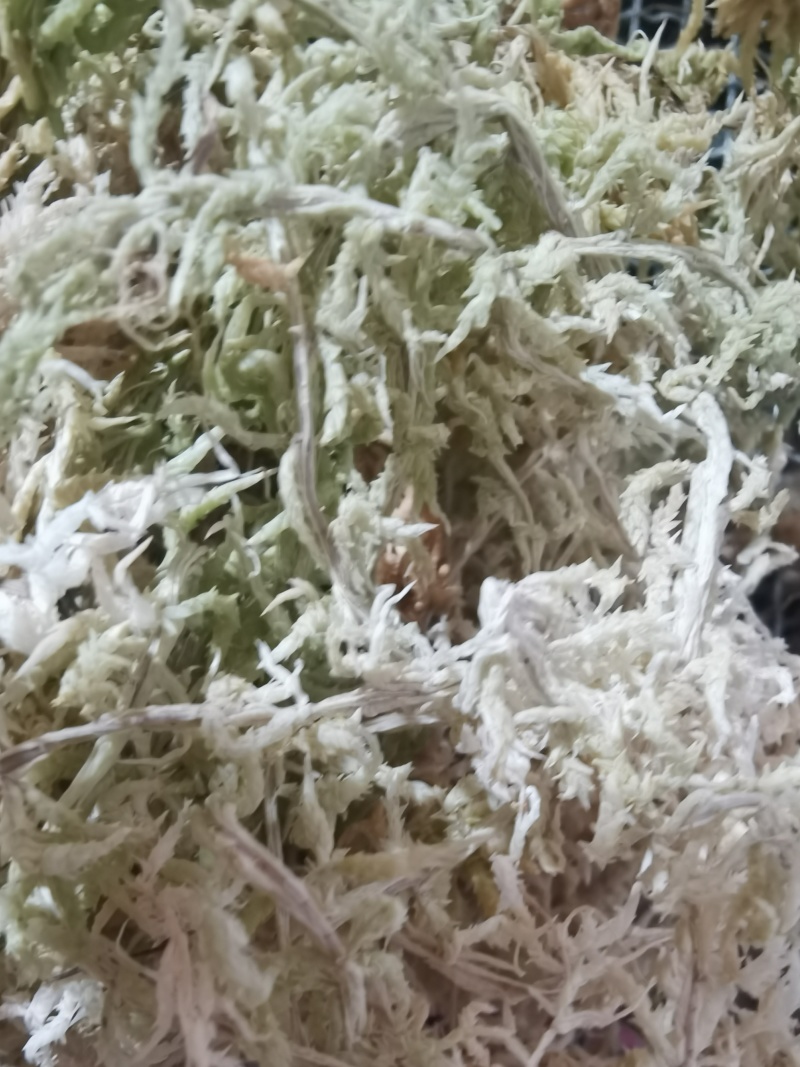 水苔销售，福建高山区野生粗花水苔