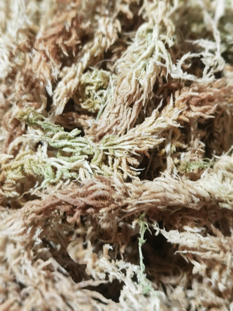 水苔销售，福建高山区野生粗花水苔