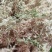 水苔销售，福建高山区野生粗花水苔