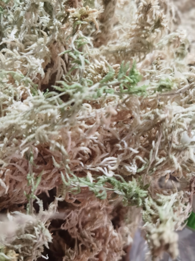 水苔销售，福建高山区野生粗花水苔
