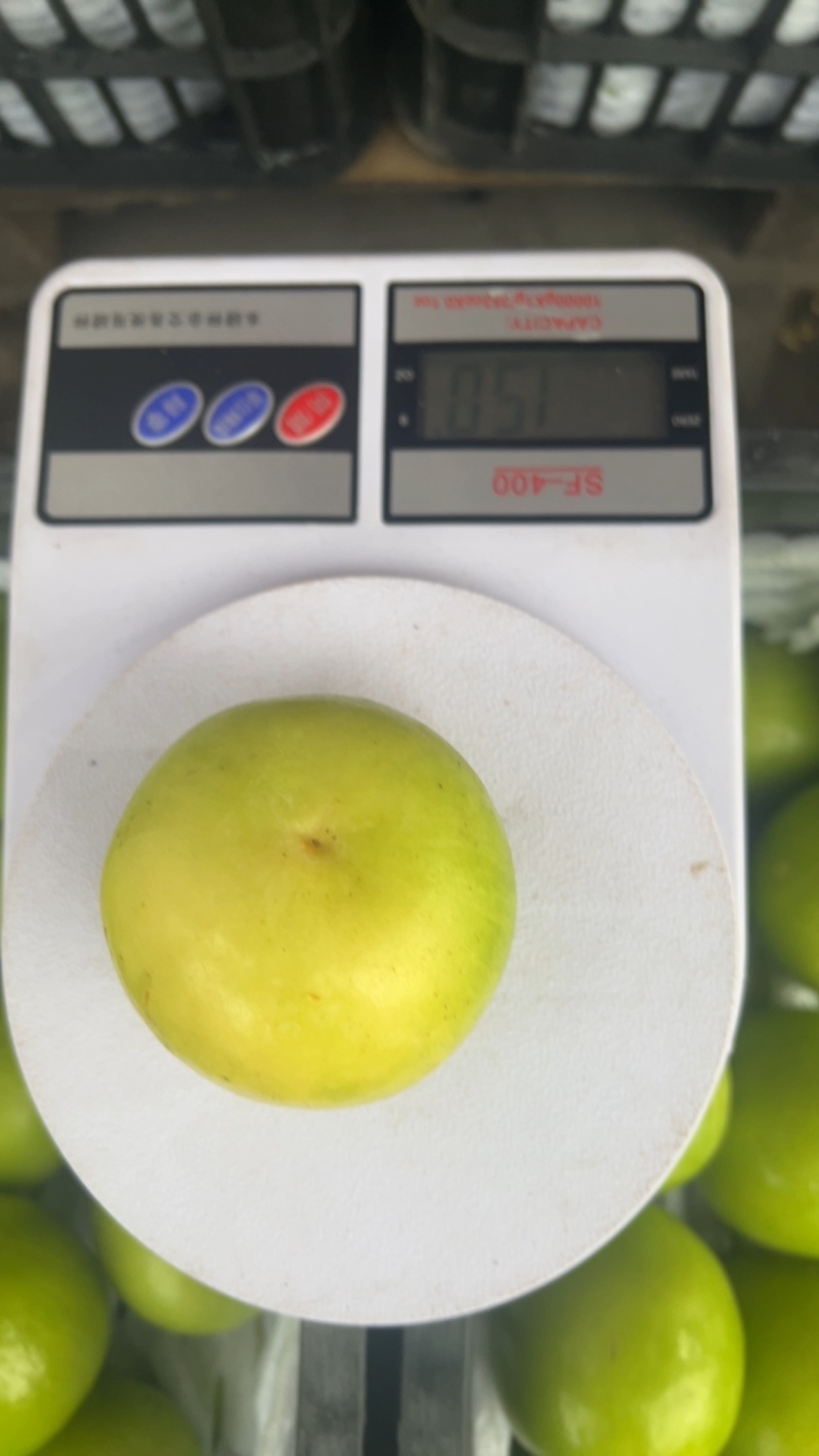 牛奶枣云南苹果枣现货批发。云贵川物流方便带框销售