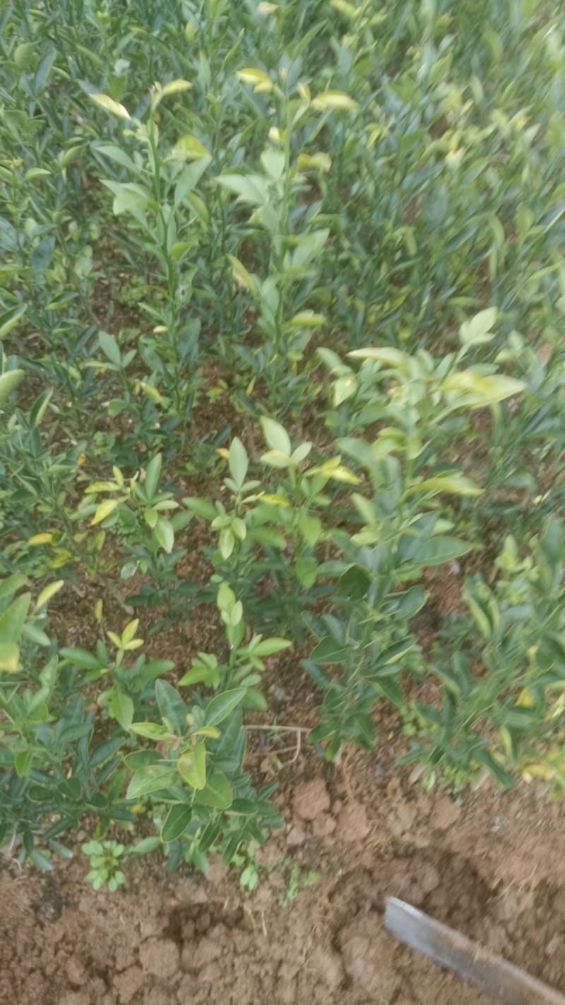 大叶枳壳苗枳橙苗
