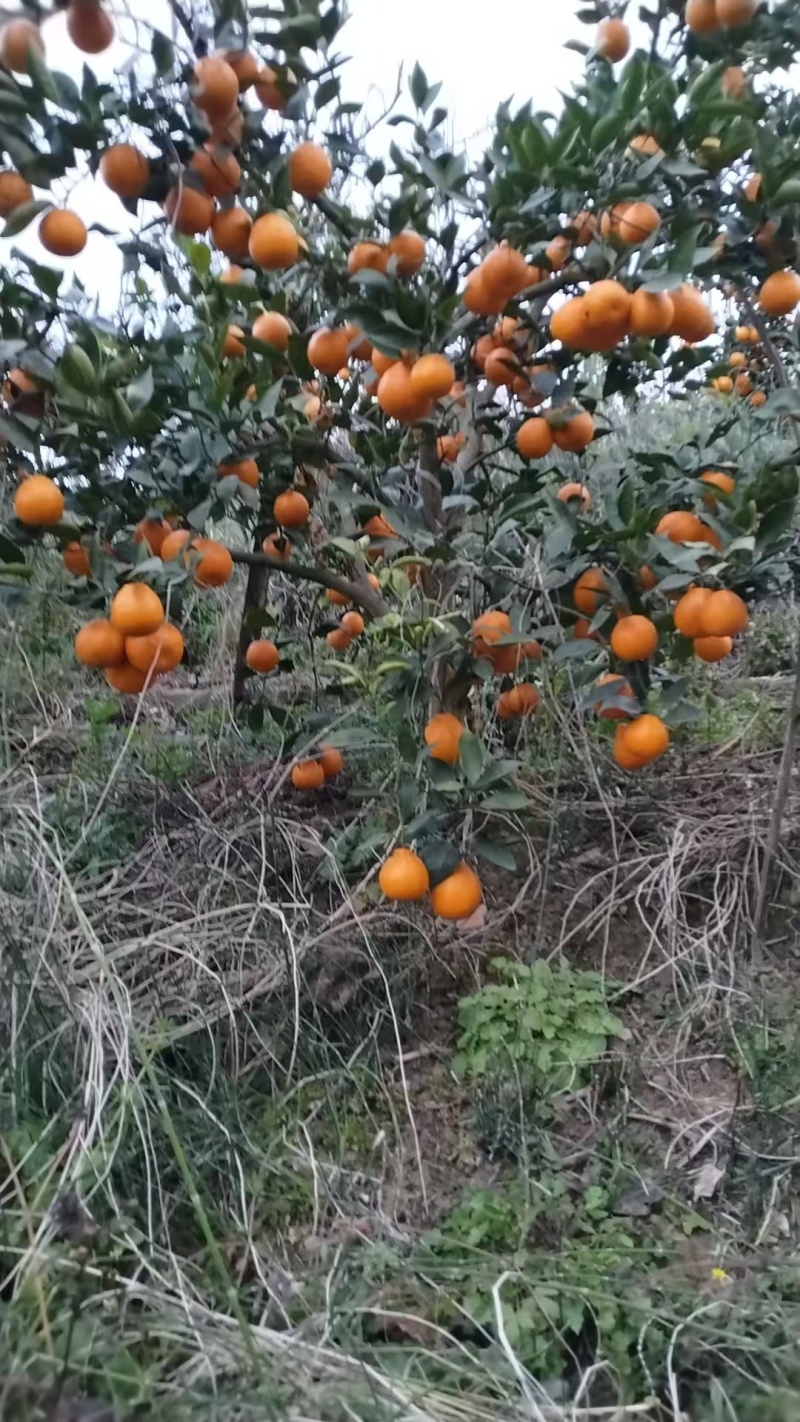 四川汉源黄果柑，货源充足，产地直销，对接各电商和批发商