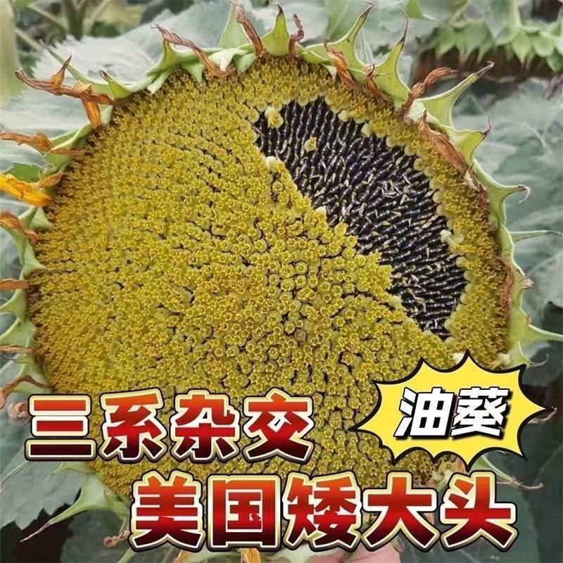 农娃娃油老虎矮大头油葵向日葵种子美国超级矮杆葵花种籽榨油