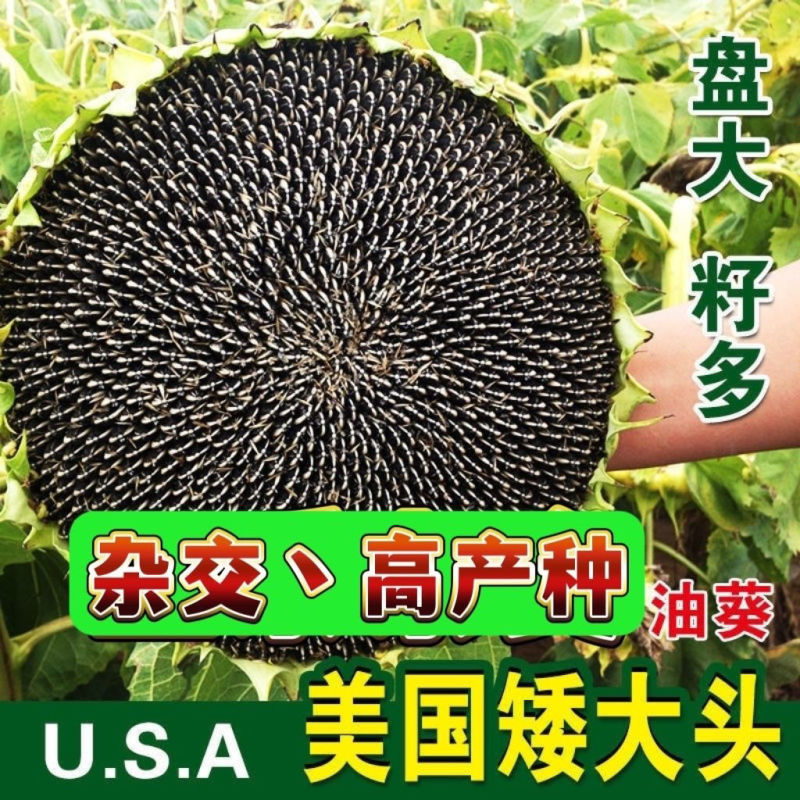 农娃娃油老虎矮大头油葵向日葵种子美国超级矮杆葵花种籽榨油