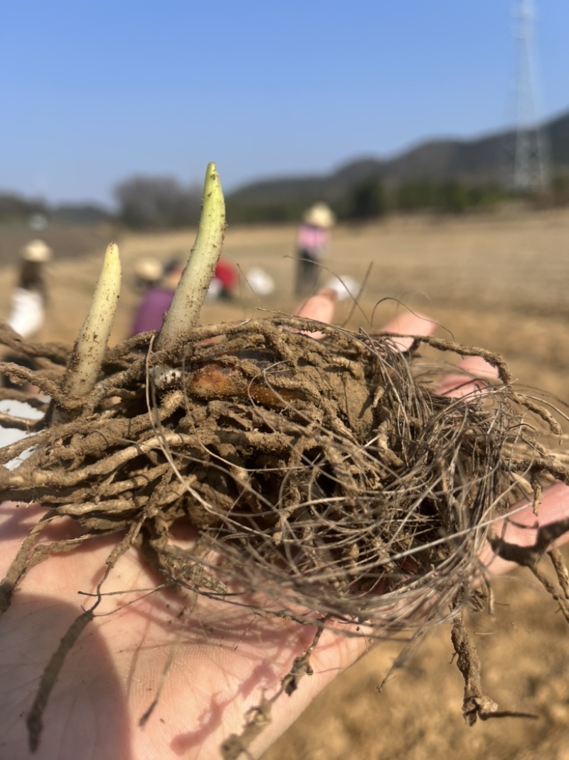 紫花宽叶大白芨三年苗
