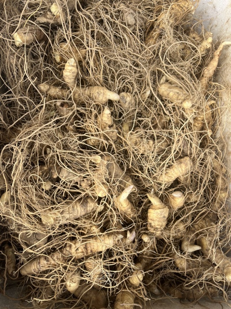 多花黄精三年苗