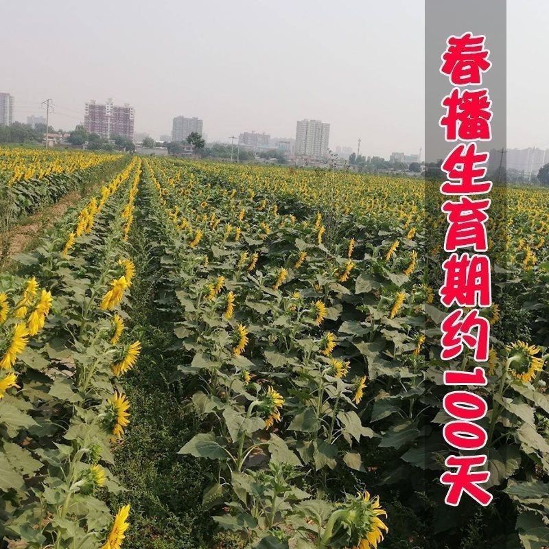 三系杂交美国超级矮大头油葵籽榨油专用耐旱抗倒高油高产油葵