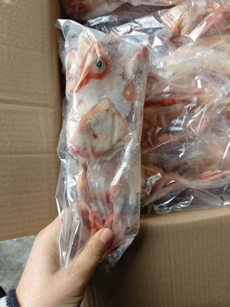 鸽子
