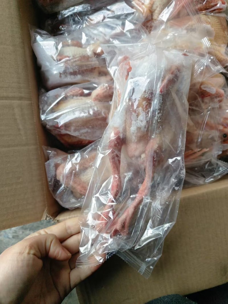 鸽子