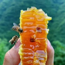 衡东县野生土蜂蜜，自家养殖品质保证，欢迎采购