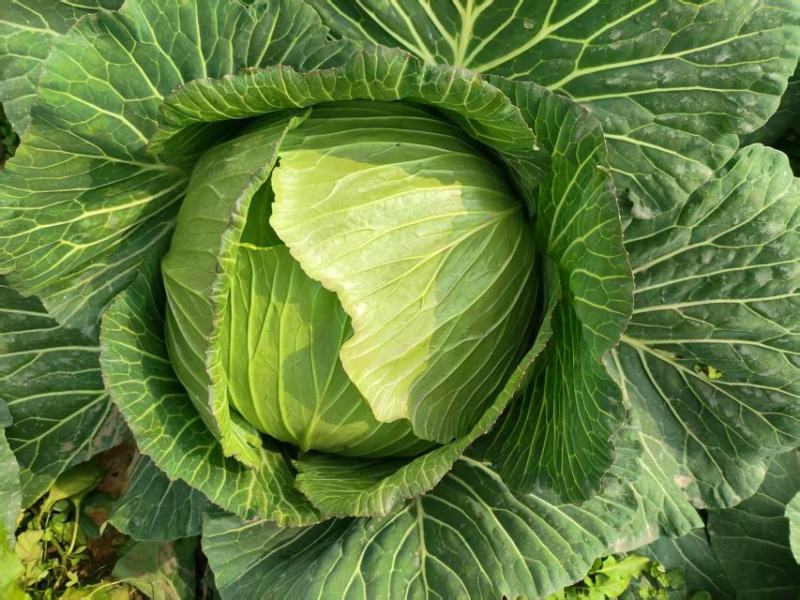 春包菜冬脆(冬翠)，翡翠，多来福二脆莲白