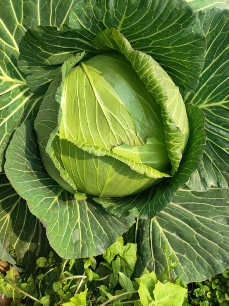 春包菜冬脆(冬翠)，翡翠，多来福二脆莲白