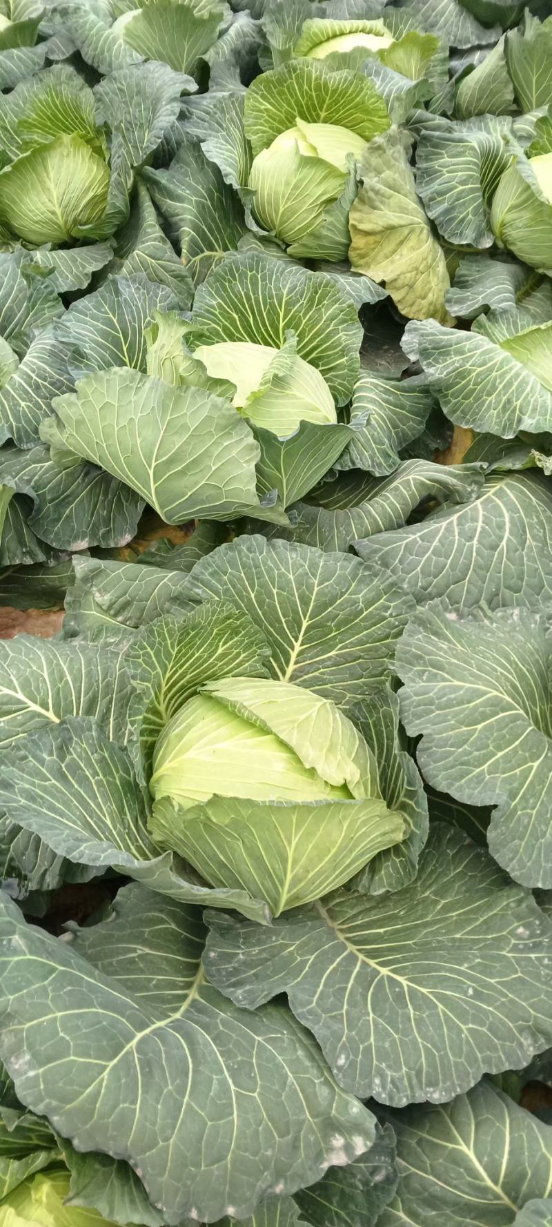 春包菜冬脆(冬翠)，翡翠，多来福二脆莲白