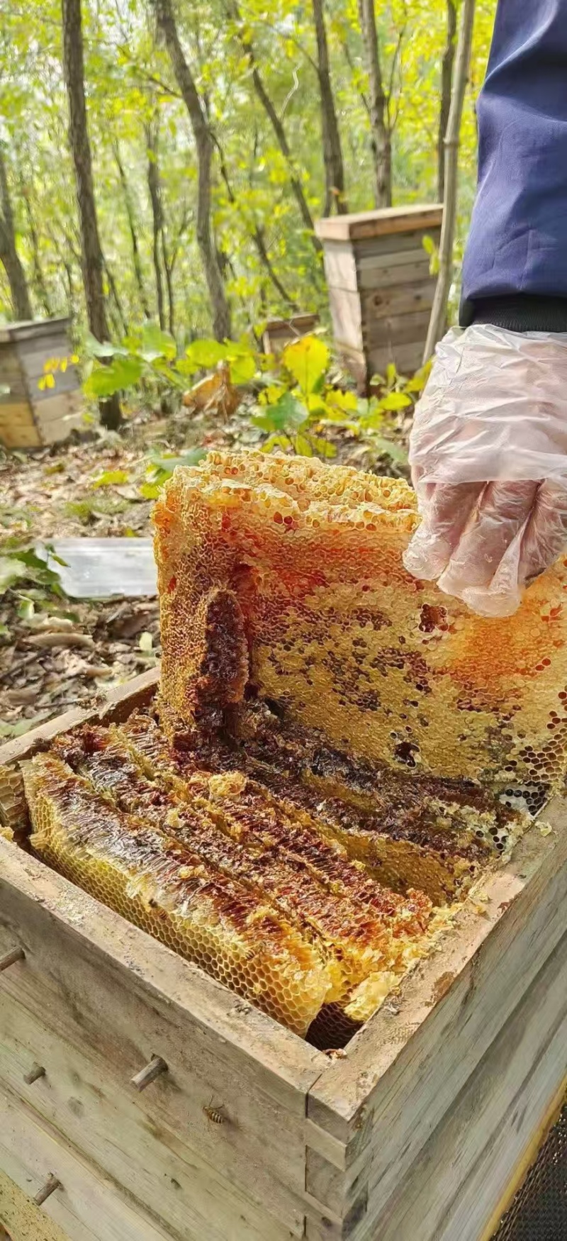 衡东县野生土蜂蜜，自家养殖品质保证，欢迎采购