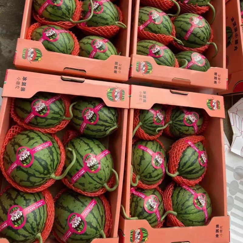 小糖丸手撕西瓜安徽早春红玉西瓜承接商超电商供货代发