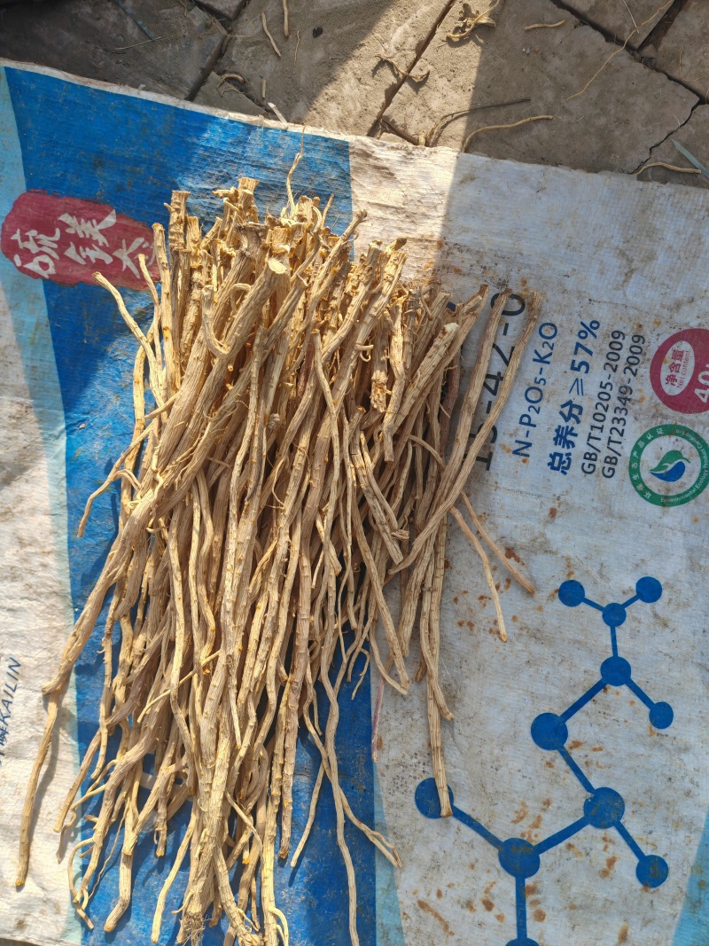 精品.口感微甜.地摊跑江湖.展览会颜色金黄.条形均匀