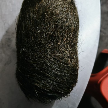 猪宝