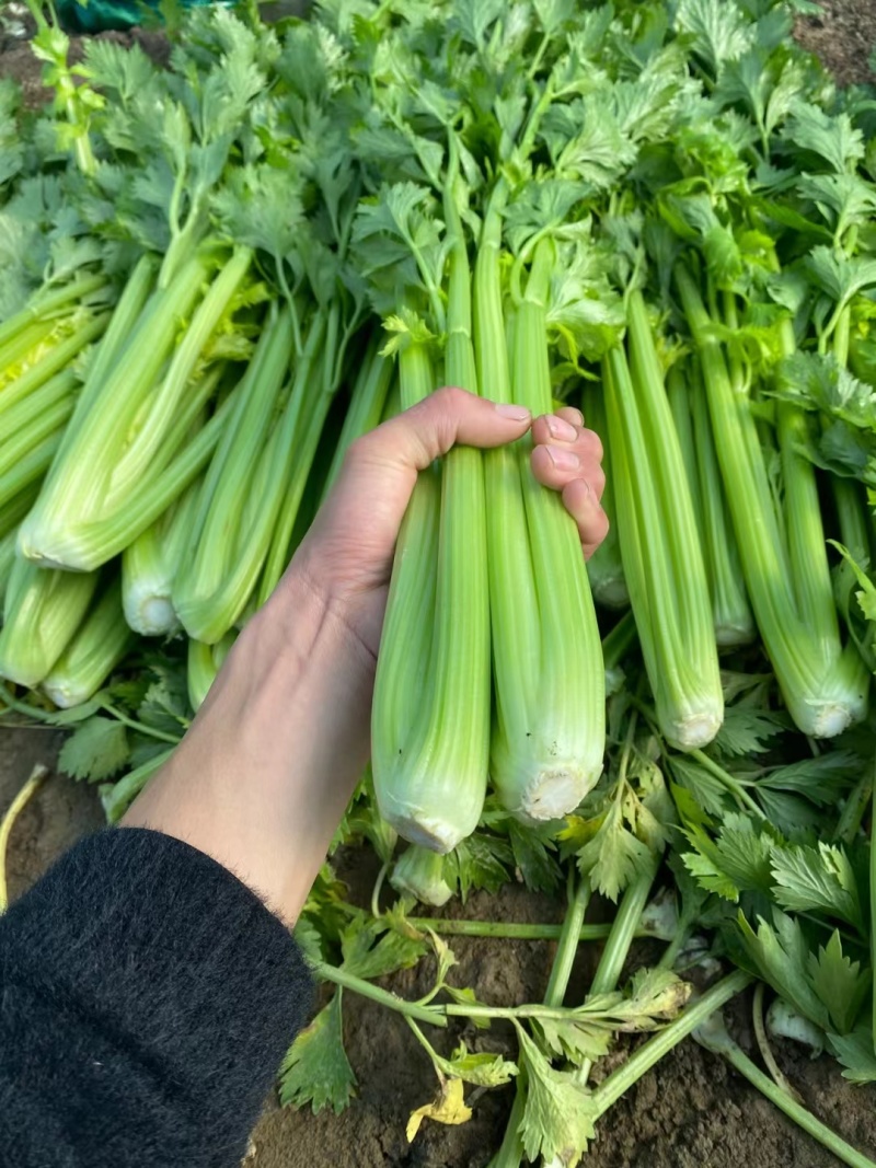芹菜皇妃芹菜安徽大棚西芹货源稳定代收代发全国市场