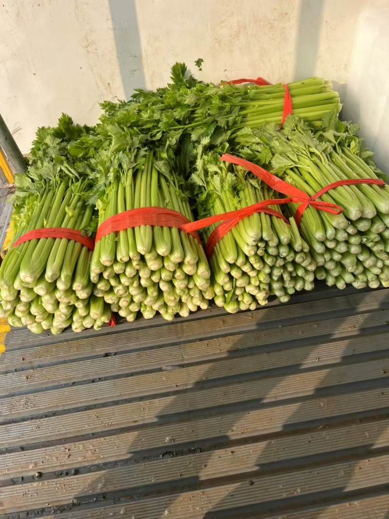 芹菜皇妃芹菜安徽大棚西芹货源稳定代收代发全国市场