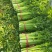 芹菜皇妃芹菜安徽大棚西芹货源稳定代收代发全国市场