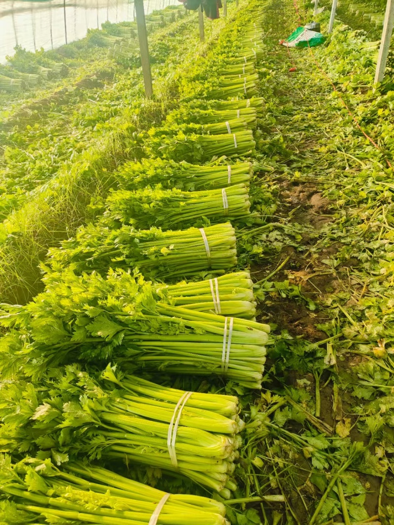 芹菜皇妃芹菜安徽大棚西芹货源稳定代收代发全国市场