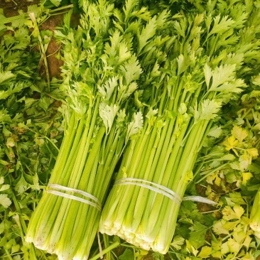芹菜皇妃芹菜安徽大棚西芹货源稳定代收代发全国市场