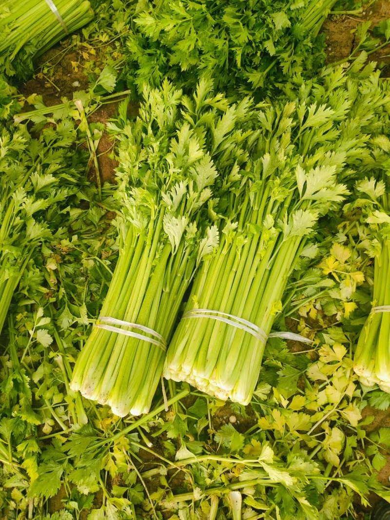 芹菜皇妃芹菜安徽大棚西芹货源稳定代收代发全国市场