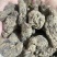 【精品】生地黄可视频看货一手货源量大从优，欢迎咨询
