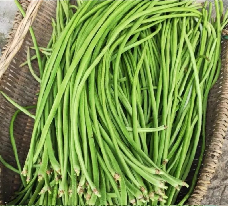 厚肉豇豆种籽