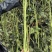 厚肉豇豆种籽