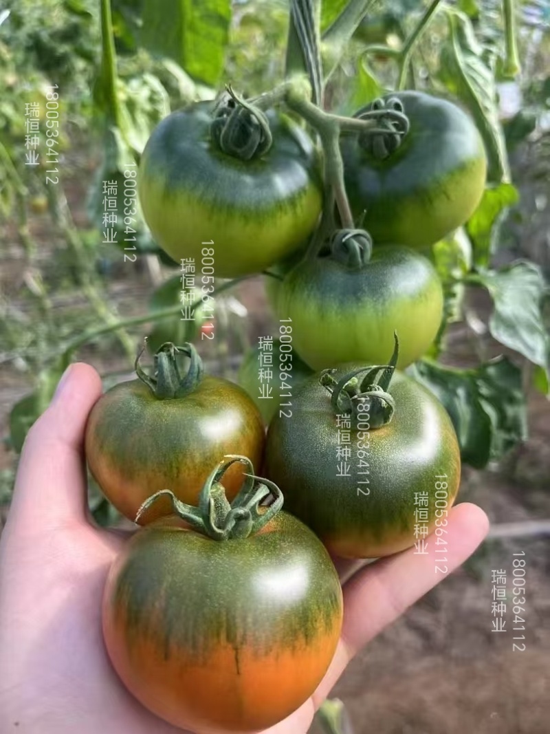 口感番茄苗皮薄沙瓤西红柿苗番茄苗寿光基地直发番茄味道浓郁