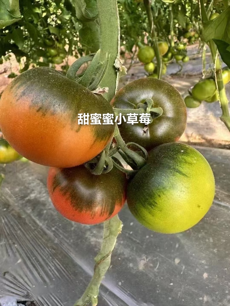 口感番茄苗皮薄沙瓤西红柿苗番茄苗寿光基地直发番茄味道浓郁