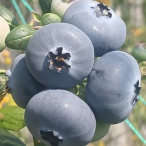 辽宁L25口感脆甜基地直发量大价优保质保量欢迎电联