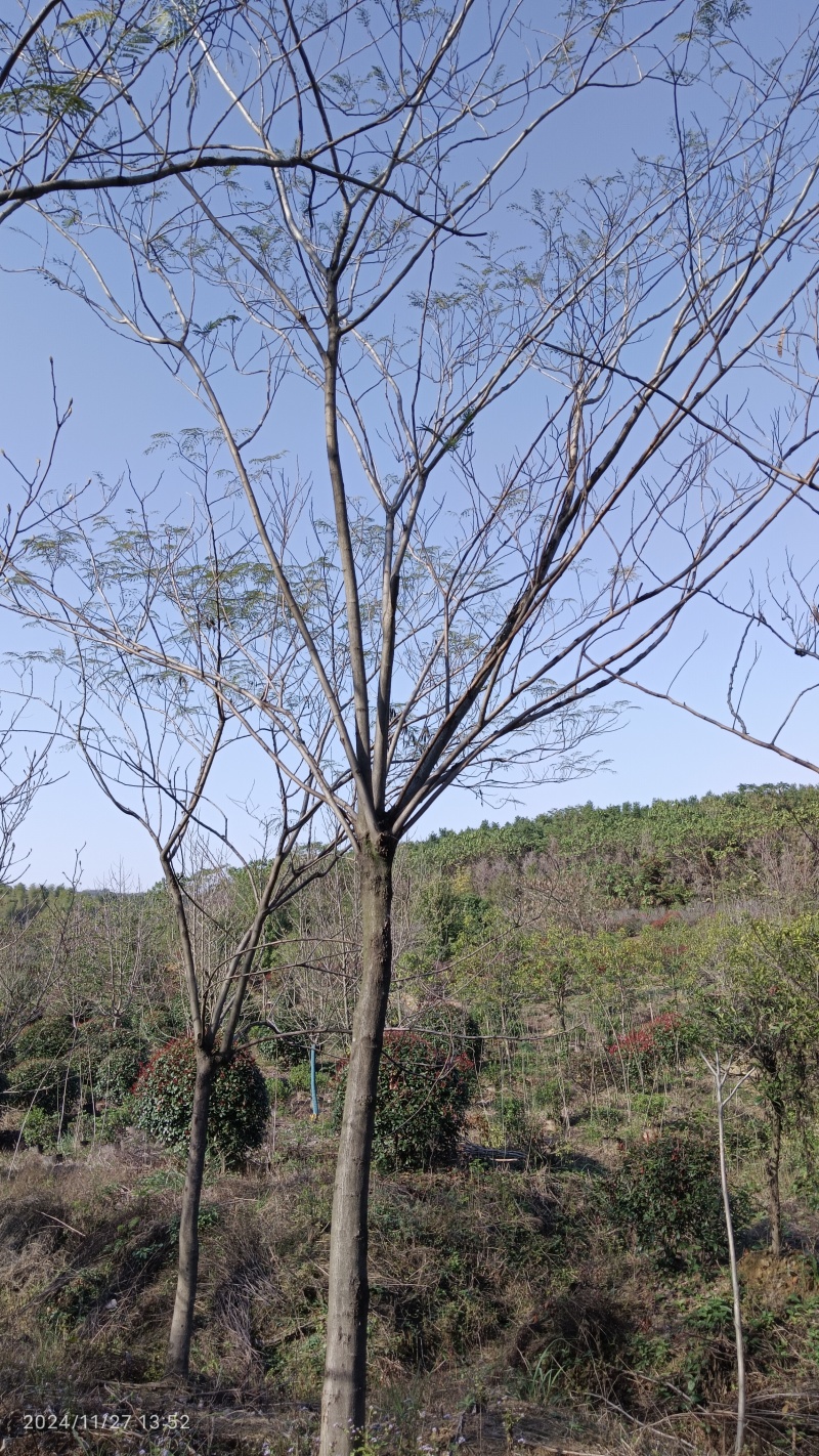 12公分合欢合欢树合欢树价格