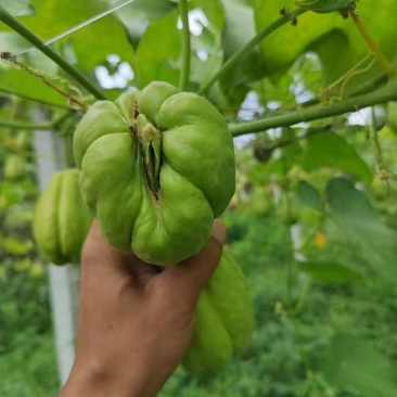 佛手瓜种