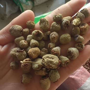 《覆盆子》精选覆盆子通货大粒货真价实量大从优