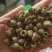 《覆盆子》精选覆盆子通货大粒货真价实量大从优