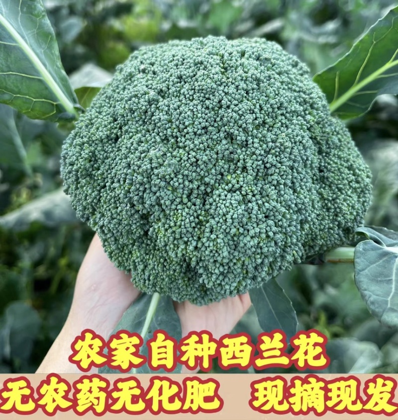 西兰花台绿产地直销看货论价保质保量全天在线服务