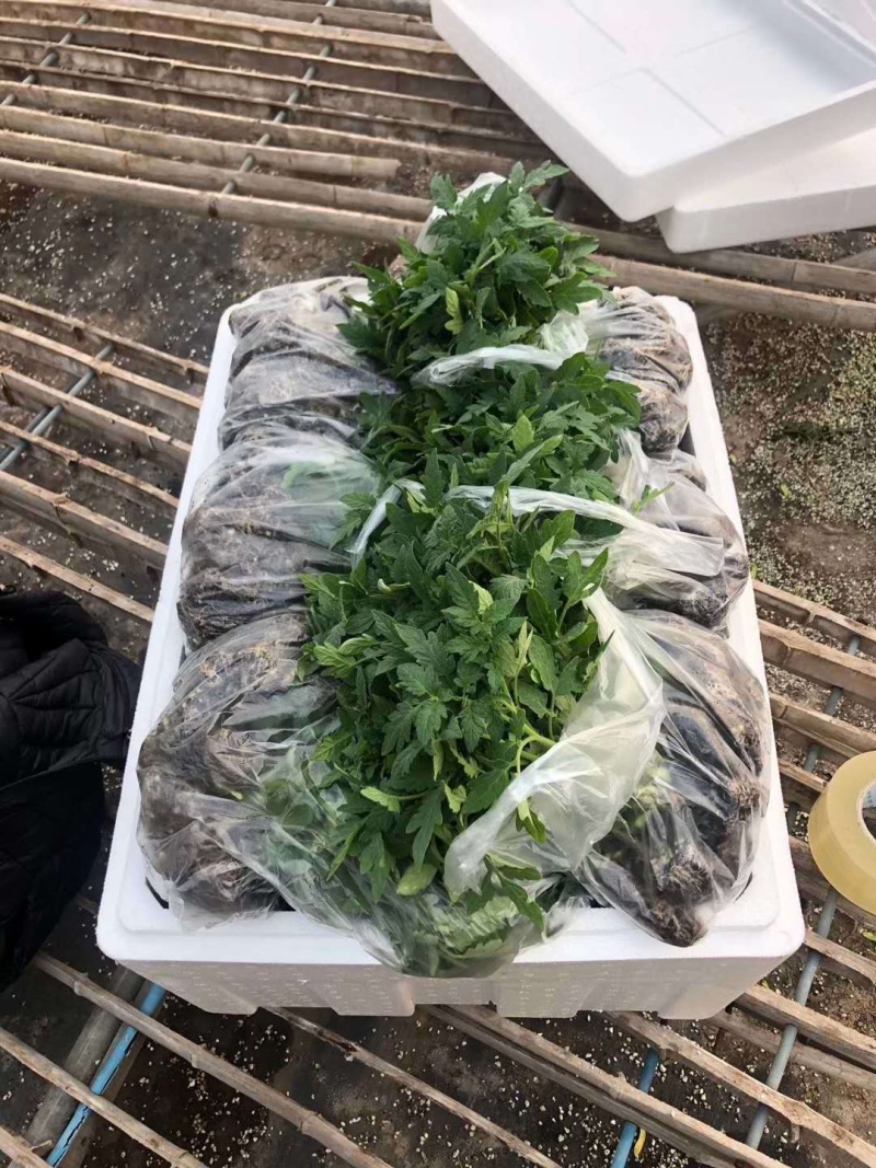 口感番茄苗皮薄沙瓤西红柿苗番茄苗寿光基地直发番茄味道浓郁