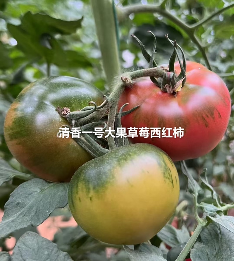 口感番茄苗皮薄沙瓤西红柿苗番茄苗寿光基地直发番茄味道浓郁