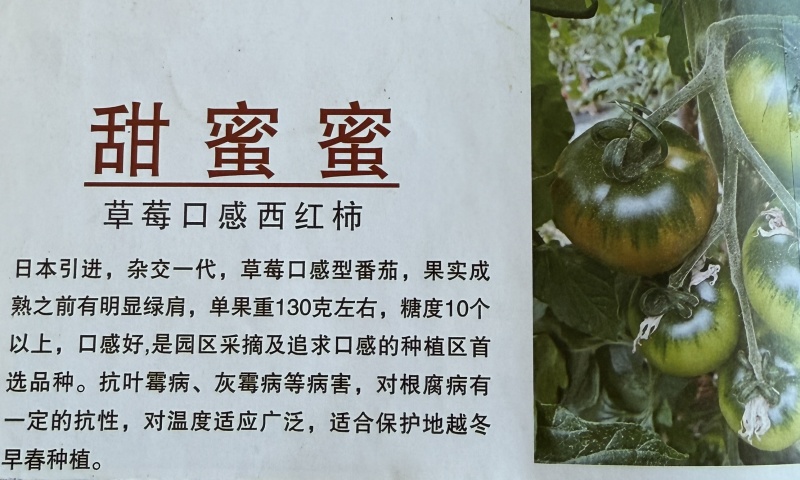 口感番茄苗皮薄沙瓤西红柿苗番茄苗寿光基地直发番茄味道浓郁
